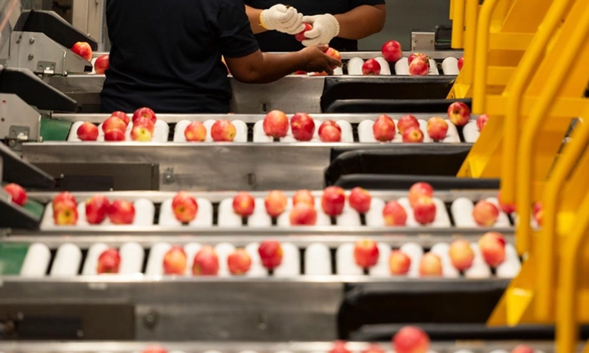 Workers sorting produce on a food processing line
